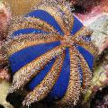 Aquarium Sea Invertebrates  Sphere Urchin (Blue Tuxedo Urchin)  Photo