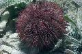 Aquarium Sea Invertebrates  Pincushion Urchin  Photo