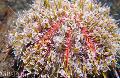 Aquarium Sea Invertebrates Poison Urchin (Flower Urchins)  Photo and characteristics