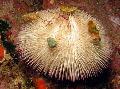 Aquarium Sea Invertebrates  Purple Short Spine Pincushion Urchin  Photo