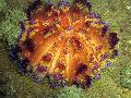 Aquarium Sea Invertebrates Fire Urchin  Photo and characteristics