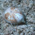 Aquarium Sea Invertebrates  Heart Sea Urchin  Photo