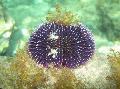 Purple Sea Urchin