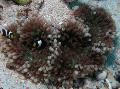 Aquarium Sea Invertebrates  Flat Color Anemone  Photo