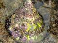 Aquarium Sea Invertebrates Giant Top Shell Snail clams Photo and characteristics