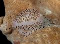 Aquarium Sea Invertebrates Cowrie clams Photo and characteristics