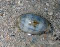 Aquarium Sea Invertebrates Cowrie clams Photo and characteristics