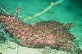 Aquarium Sea Invertebrates The Sea Hare clams Photo and characteristics