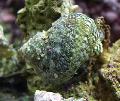 Aquarium Sea Invertebrates Turbo Snails clams Photo and characteristics