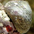 Aquarium Sea Invertebrates Margarita Snail clams Photo and characteristics