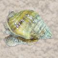 Aquarium Sea Invertebrates Nassarius Snail clams Photo and characteristics