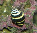 Aquarium Sea Invertebrates Bumblebee Snail clams Photo and characteristics