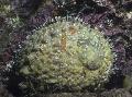 Aquarium Sea Invertebrates Abalone clams Photo and characteristics