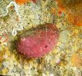Aquarium Sea Invertebrates Abalone clams Photo and characteristics
