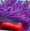 Aquarium Sea Invertebrates Red-Base Anemone  Photo and characteristics