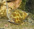 Aquarium Sea Invertebrates Babylonia Spiratas clams Photo and characteristics