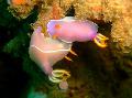 Aquarium Meer Wirbellosen nacktschnecken Rosa Dorid Nudibranch  Foto