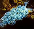 Aquarium Meer Wirbellosen nacktschnecken Kopfsalat Meeresschnecke  Foto