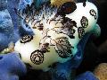 Aquarium Sea Invertebrates Funeral Jorunna sea slugs Photo and characteristics
