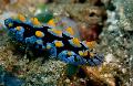 Aquarium Sea Invertebrates Phyllidia Coelestis sea slugs Photo and characteristics