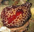 Aquarium Sea Invertebrates Grand Pleurobranch sea slugs Photo and characteristics