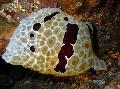 Akvárium Grand Pleurobranch moře slimáci, Pleurobranchus grandis hnědý fotografie