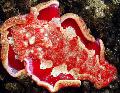 Aquarium Sea Invertebrates Spanish Dancer sea slugs Photo and characteristics
