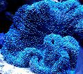Aquarium Sea Invertebrates  Giant Carpet Anemone  Photo