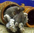 Aquarium Sea Invertebrates Common Octopuses clams Photo and characteristics