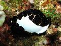 Aquarium Sea Invertebrates Egg Cowrie clams Photo and characteristics