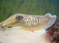 Aquarium Sea Invertebrates Cuttlefish clams Photo and characteristics