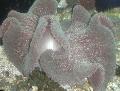Aquarium Sea Invertebrates Carpet Anemone  Photo and characteristics