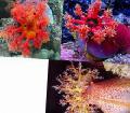 Aquarium Sea Invertebrates Color Sea Apple cucumbers Photo and characteristics