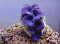 Aquarium Sea Invertebrates Tridacna clams Photo and characteristics