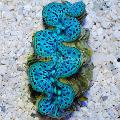 Aquarium Sea Invertebrates Tridacna clams Photo and characteristics