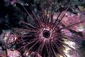 Aquarium Sea Invertebrates  Needle Spined Sea Urchin  Photo