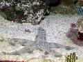 Aquarium Sea Invertebrates  Sand Sifting Starfish  Photo