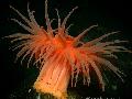 Aquarium Sea Invertebrates anemones Actinostola Chilensis  Photo