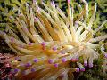 Aquarium Sea Invertebrates Pink-Tipped Anemone  Photo and characteristics
