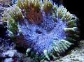 Aquarium Sea Invertebrates Rock Flower Anemone  Photo and characteristics