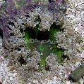Aquarium Meer Wirbellosen Rock Blume Anemone  Foto und Merkmale