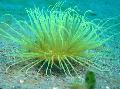 Aquarium Sea Invertebrates Tube Anemone  Photo and characteristics
