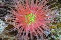 Aquarium Meer Wirbellosen Rohr Anemone  Foto und Merkmale