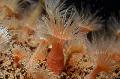 Aquarium Sea Invertebrates  Orange Anemone  Photo