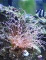 Aquarium Sea Invertebrates Curly-Cue Anemone  Photo and characteristics