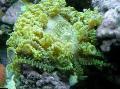 Aquarium Sea Invertebrates  Beaded Sea (Aurora) Anemone  Photo