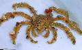 Aquarium Sea Invertebrates Decorator Crab, Camposcia Decorator Crab, Spider Decorator Crab  Photo and characteristics