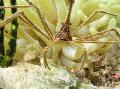 Aquarium Sea Invertebrates Arrow Crab, Caribean Spider Crab, Caribean Ghost Crab  Photo and characteristics