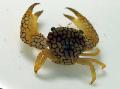 Aquarium Sea Invertebrates Coral Crab  Photo and characteristics