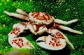 Aquarium Sea Invertebrates Porcelain Anemone Crab  Photo and characteristics